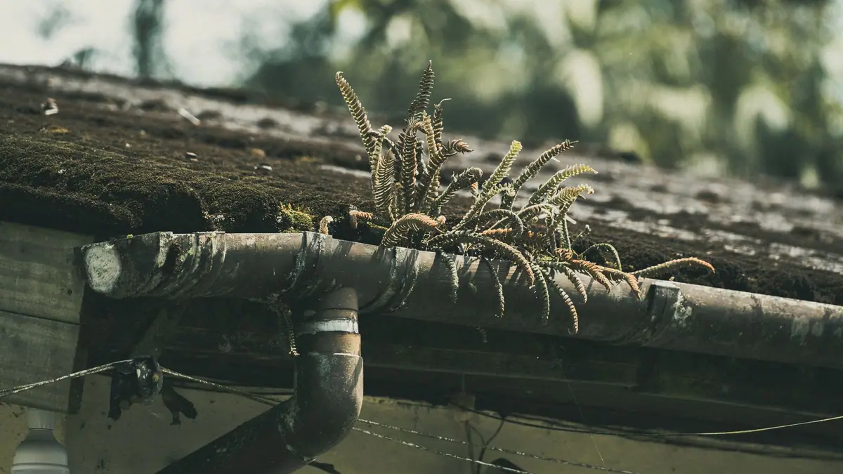 Roof gutter with weeds and debris growing in it