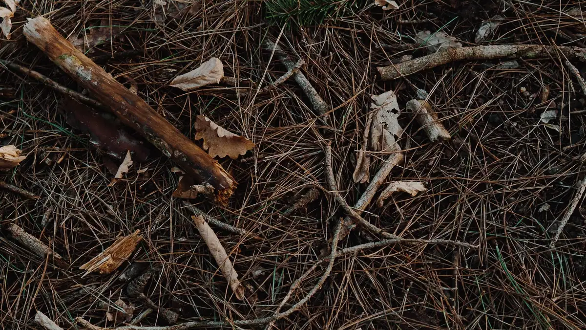 Pine needles and twigs on the ground