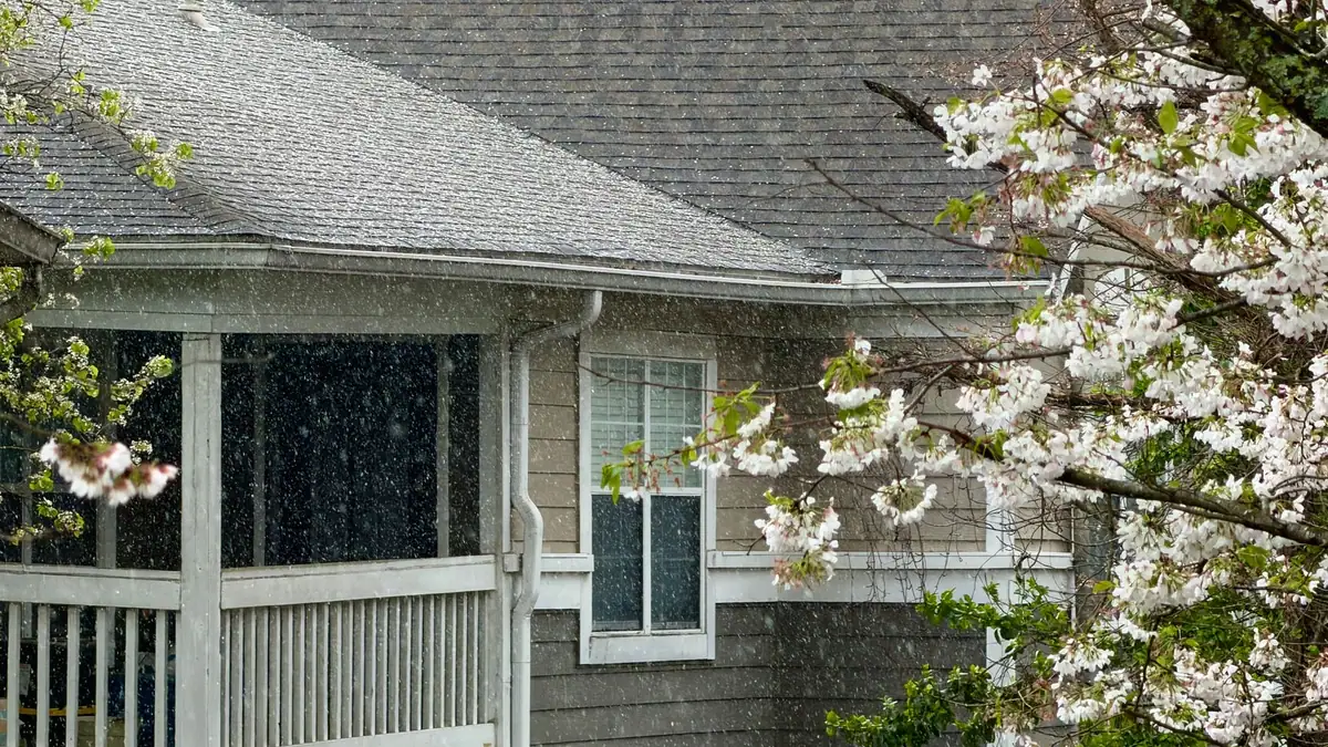 Gray shingle home with a white gutter and downspout beside blossoming trees