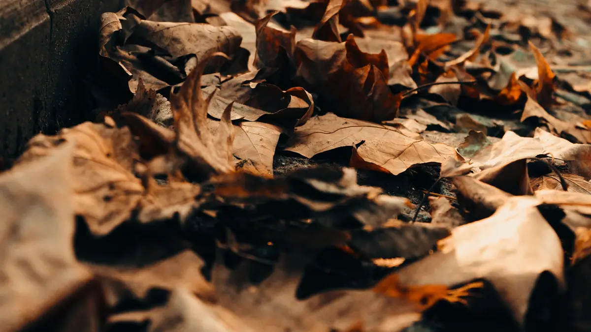 Dry leaves piled at a roof edge