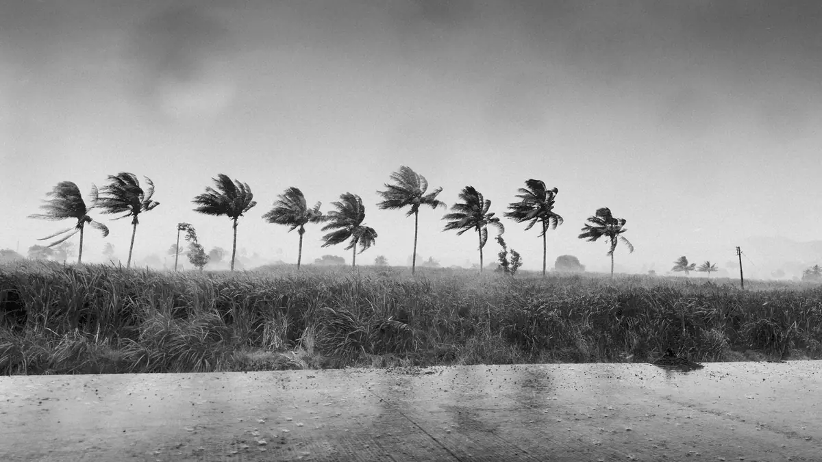 Palm trees bending in strong wind during a storm
