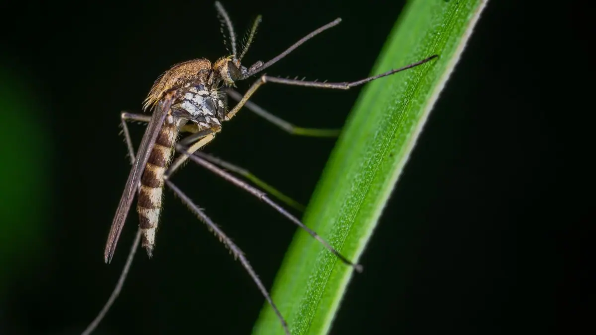 Mosquito perched on a green plant stem
