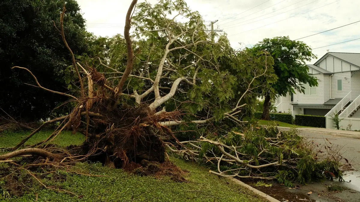 Uprooted tree and fallen branches on a residential street after a storm